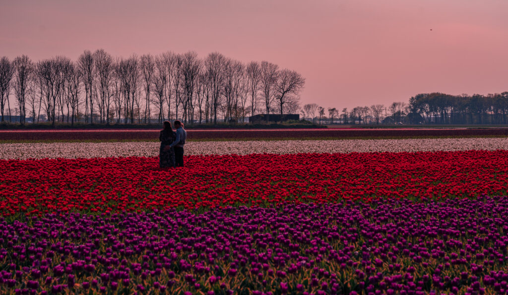 Couple in tulip fields