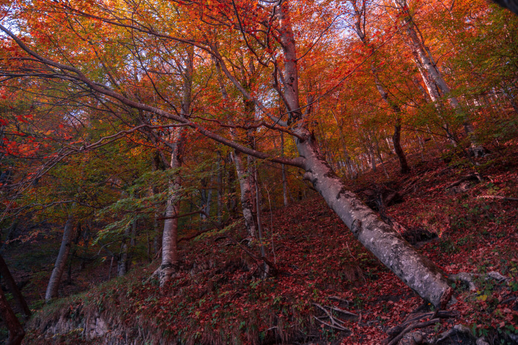 Wood at Plitvice Lakes