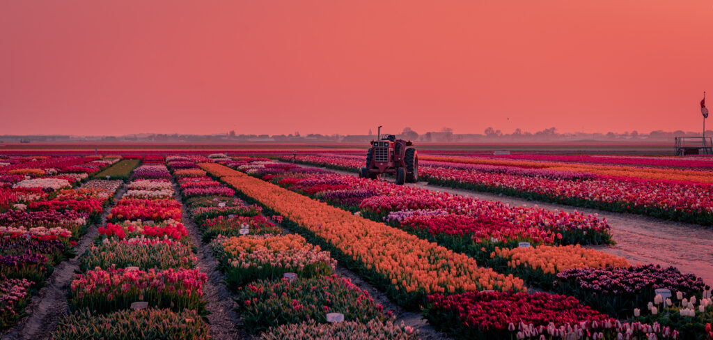 Sunrise over tulip fields