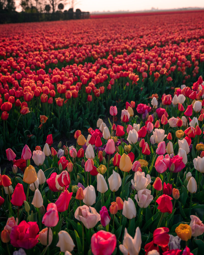 Tulip fields