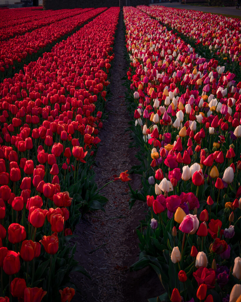 Tulip field with one tulip between the rows