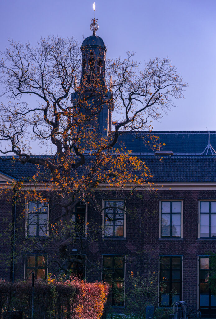 Tree next to botanical garden Leiden
