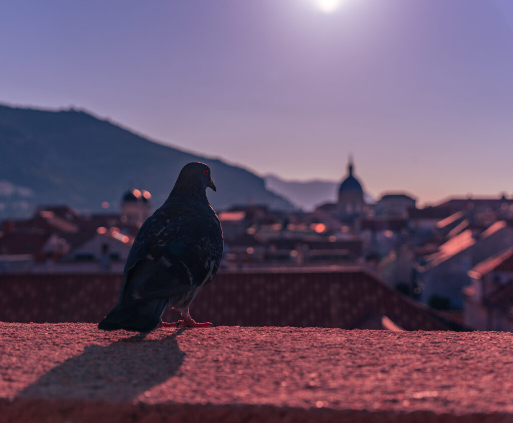 Dubrovnik, Croatia, Coast, Old town