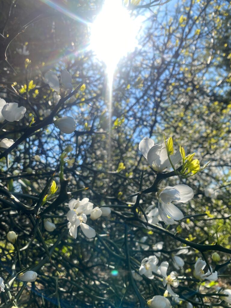 Magnolia Leiden Botanical Garden