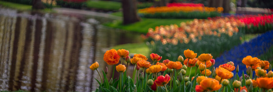 Spring, Netherlands, Keukenhof, Garden, Morning, Tulips