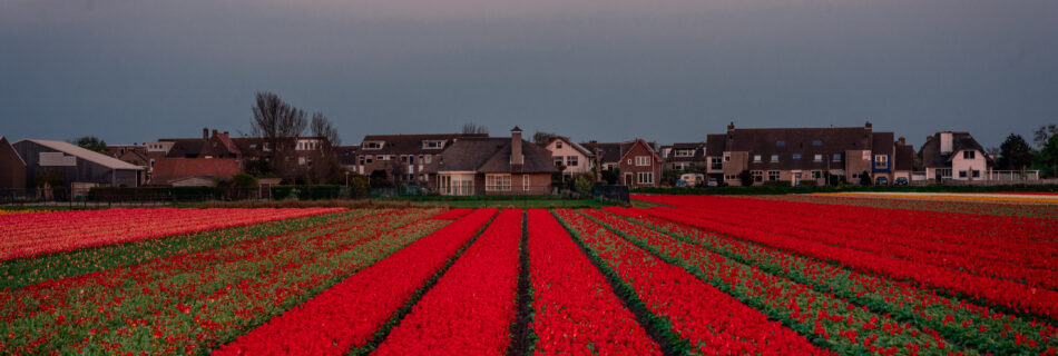 Tulip field, with leading lines to house