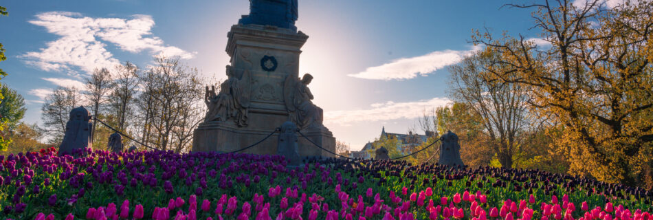 Spring, Netherlands, Amsterdam, morning, Tulips