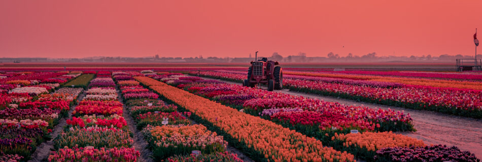 Sunrise over tulip fields Netherlands