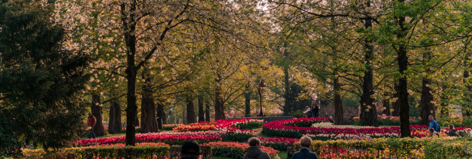 Spring, Netherlands, Keukenhof, Garden, Morning, Tulips