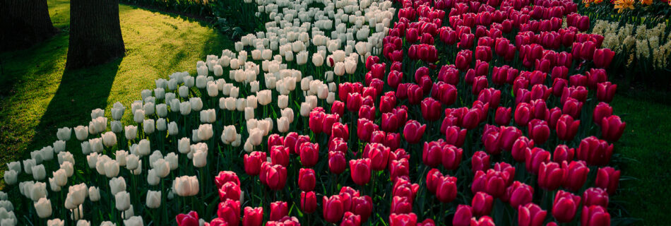 Spring, Netherlands, Keukenhof, Garden, Morning, Tulips