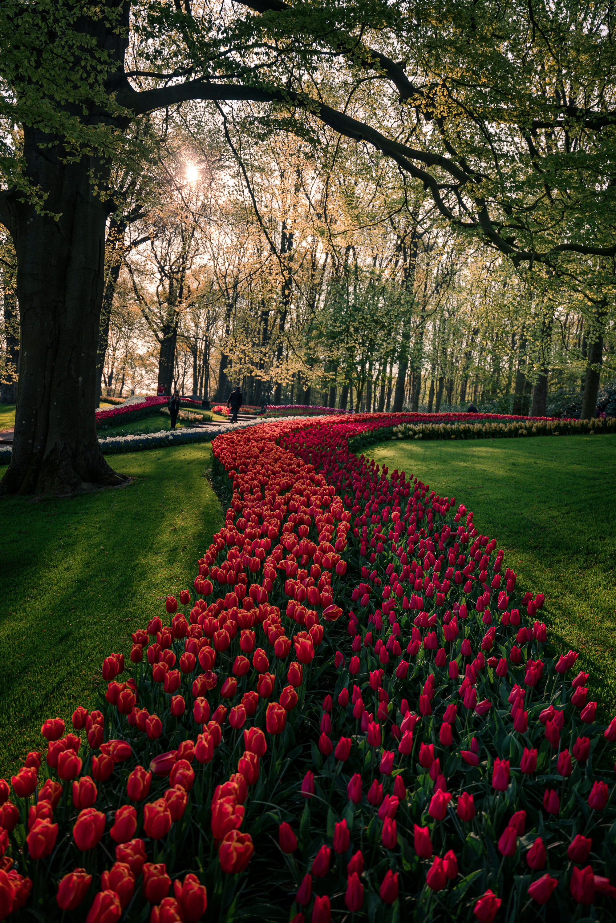 Spring, Netherlands, Keukenhof, Garden, Morning, Tulips