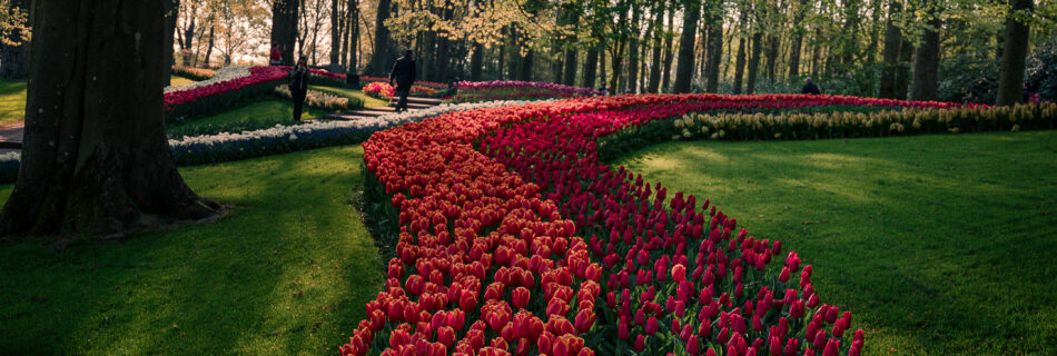 Spring, Netherlands, Keukenhof, Garden, Morning, Tulips