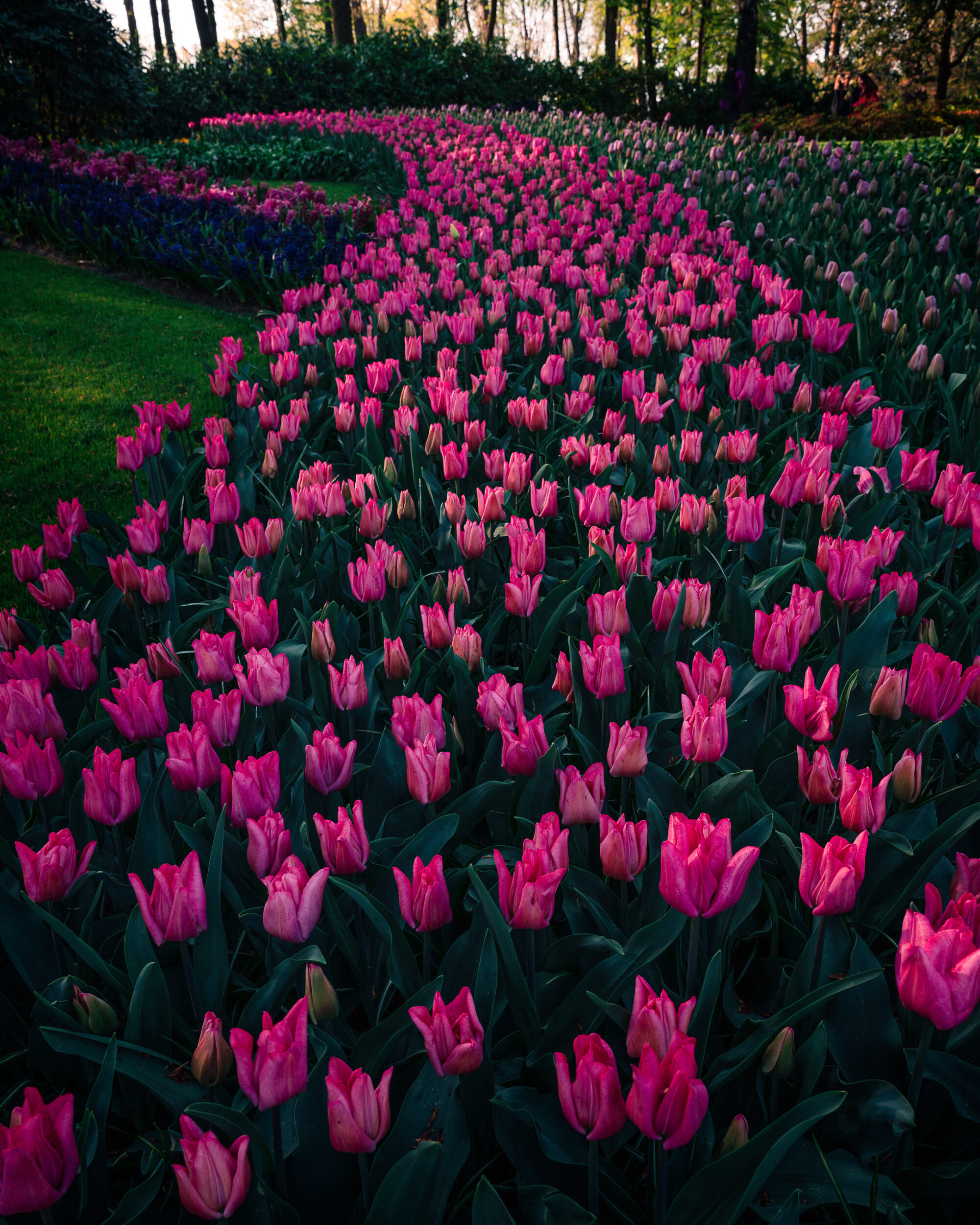 Spring, Netherlands, Keukenhof, Garden, Morning