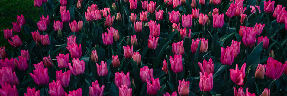 Spring, Netherlands, Keukenhof, Garden, Morning