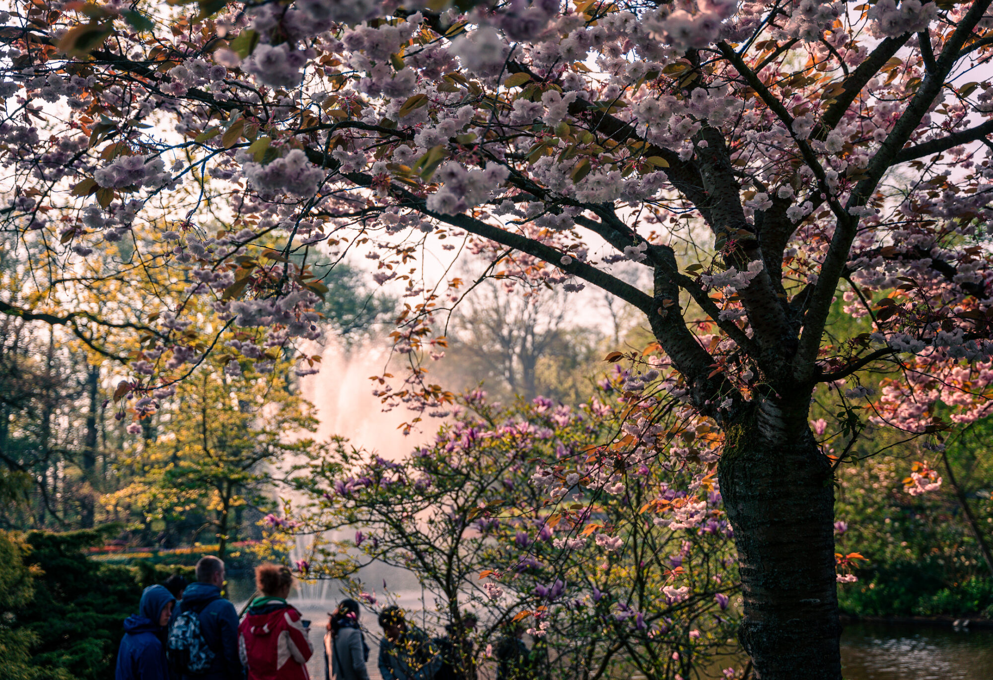 Spring, Netherlands, Keukenhof, Garden, Morning