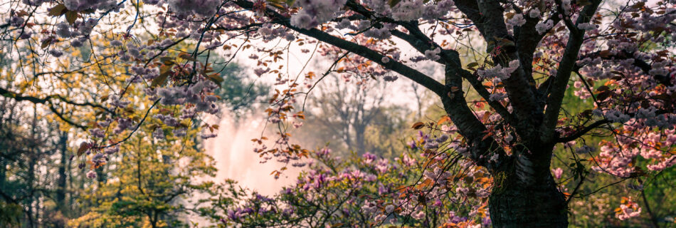 Spring, Netherlands, Keukenhof, Garden, Morning