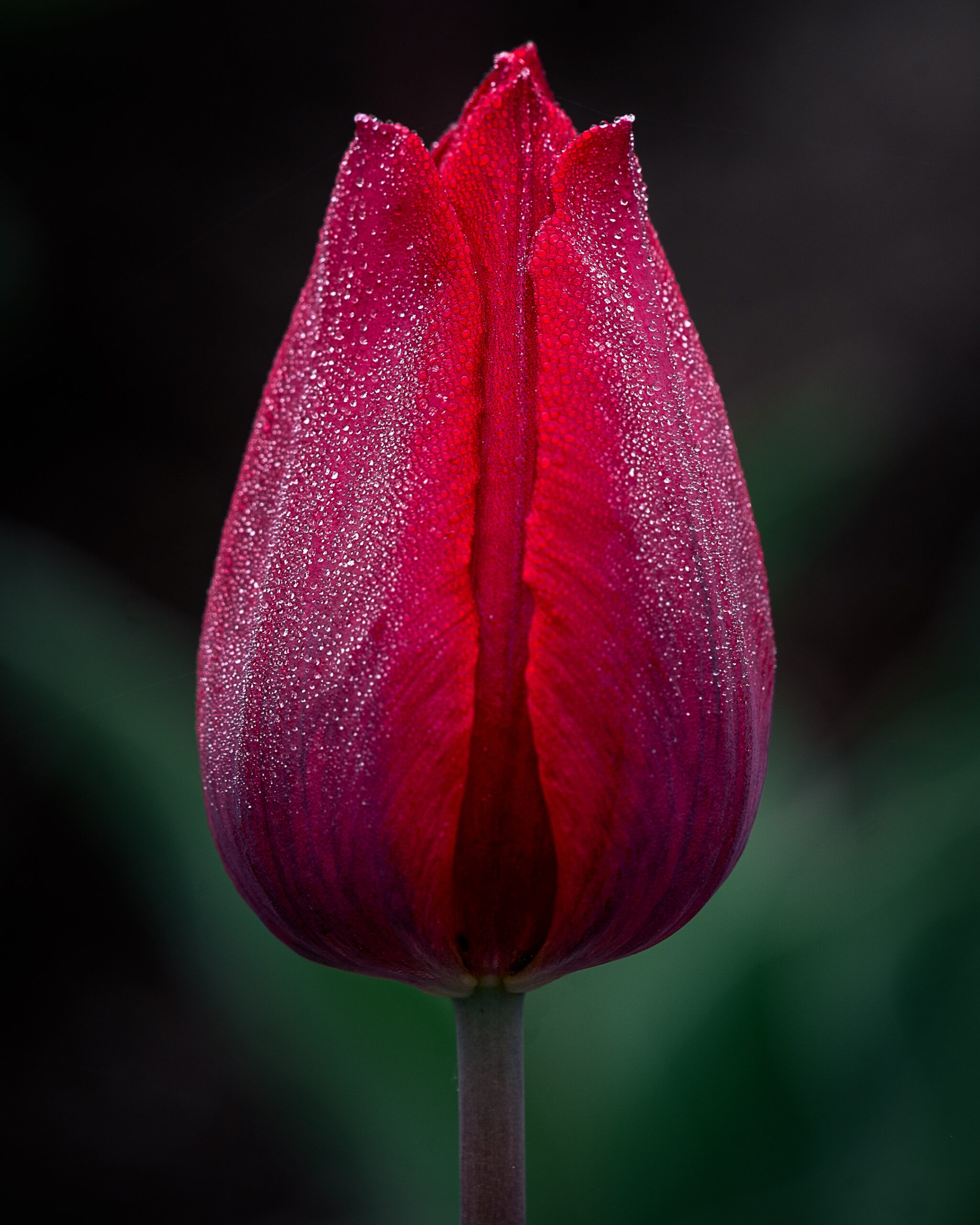 Tulip in dew