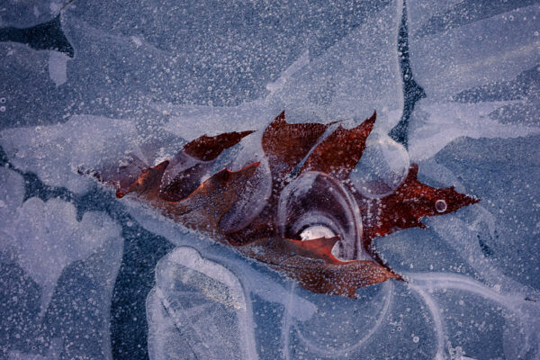 Frozen Leaf in Ice Macro Winter
