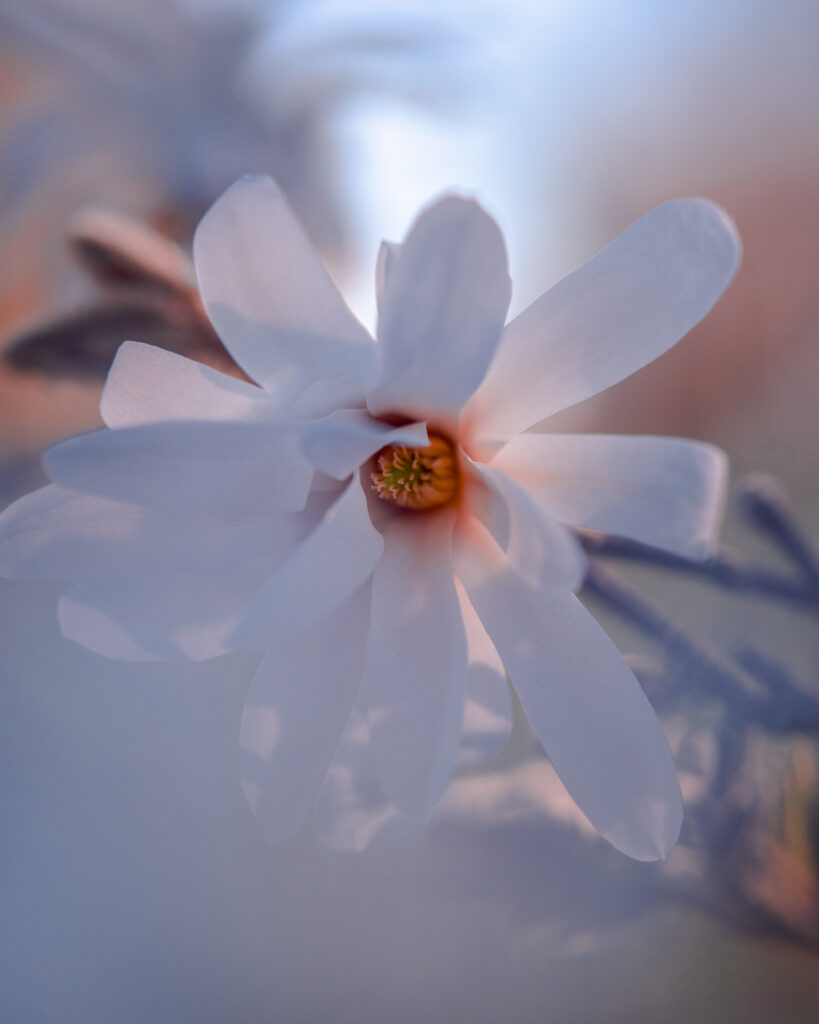 Magnolia-close-up-macro-spring