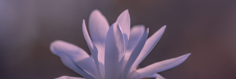 magnolia-flower-and-bud-macro-spring