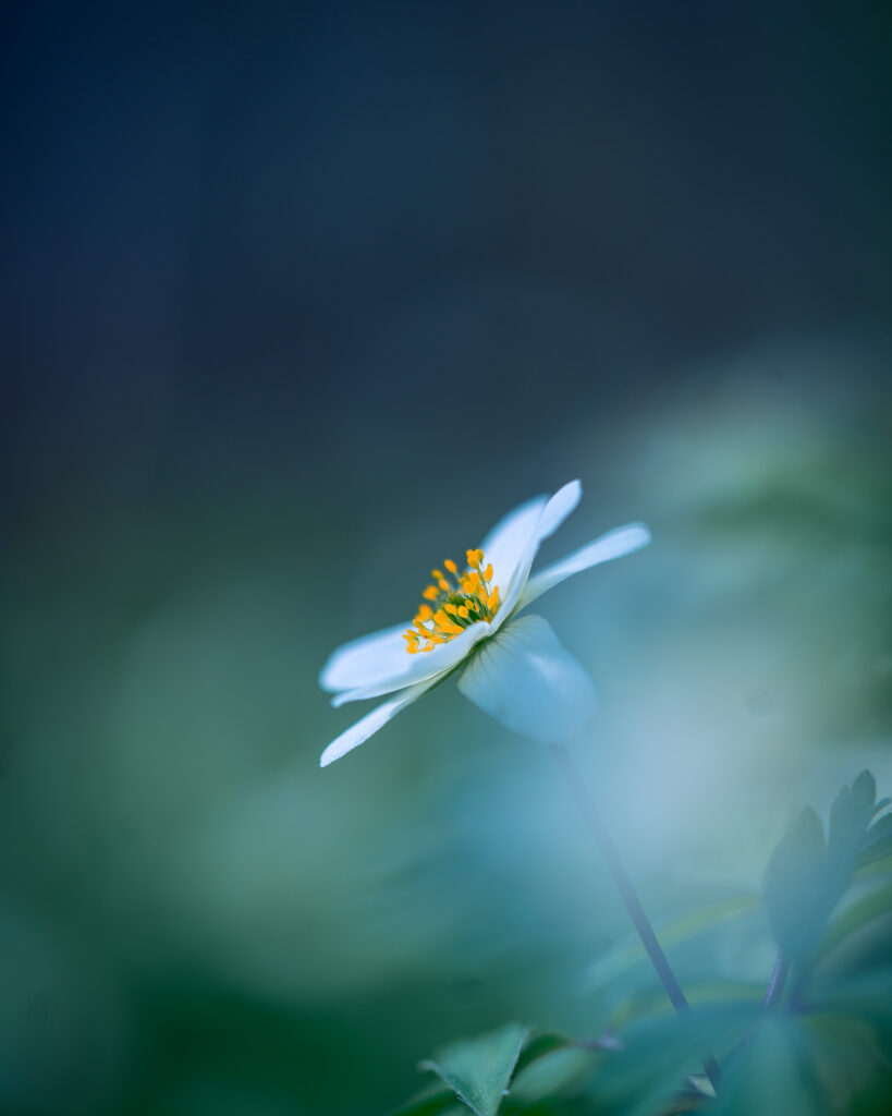wood-anemone-spring-flower-macro-blue