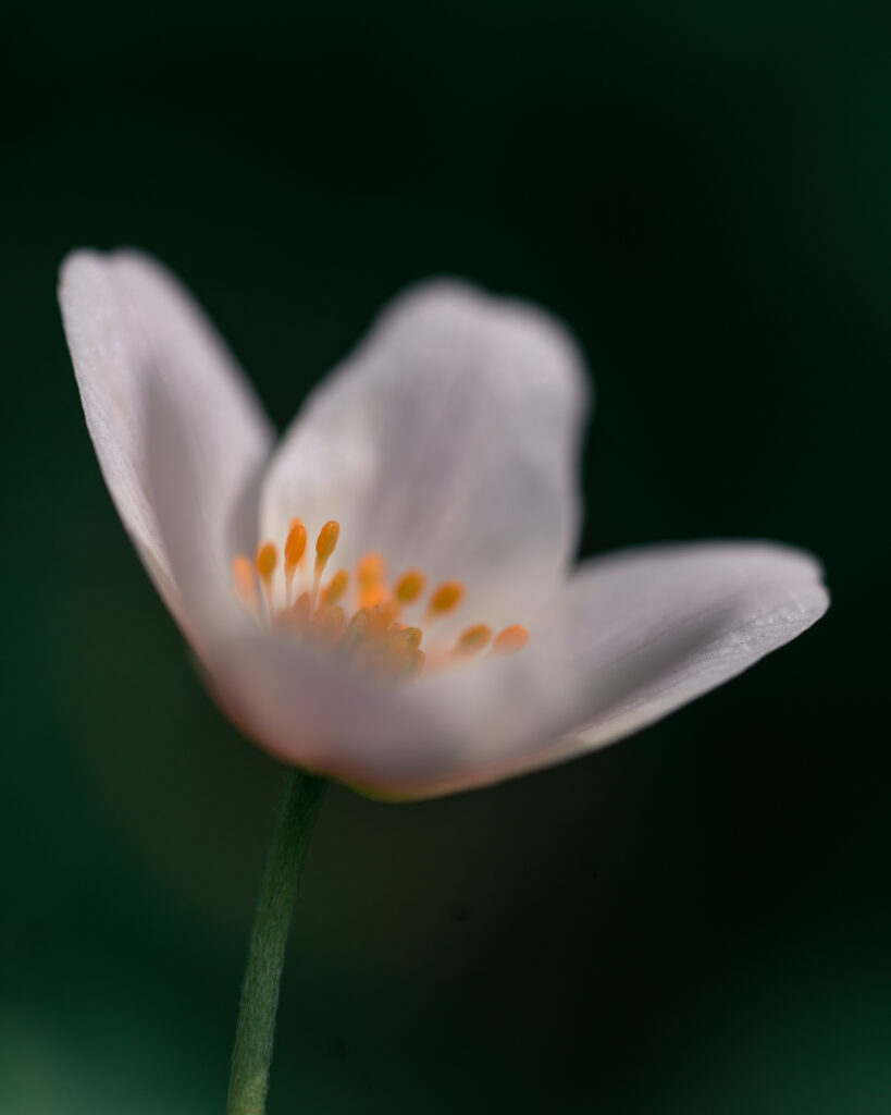 wood-anemone-spring-flower-macro-dark-background