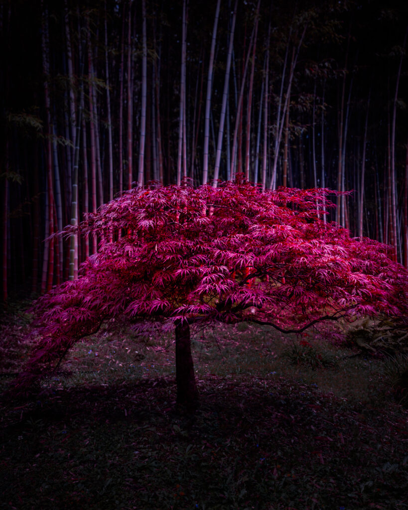 Lake-Como-Family-road-trip-in-Northern-Italy-Villa-Carlotta-japanese-maple-tree