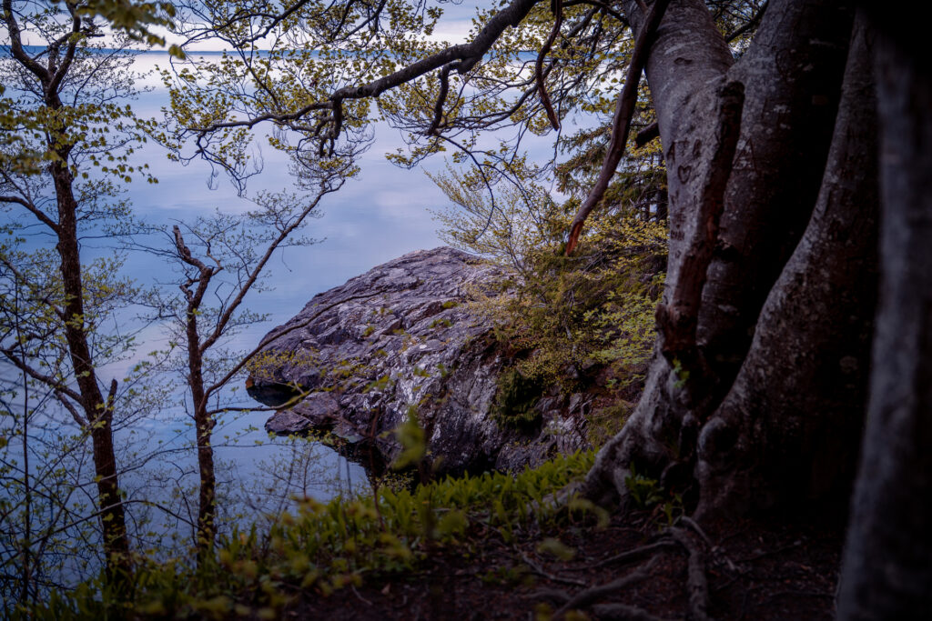 Omberg - Cliff Tree and Lake Vättern in spring