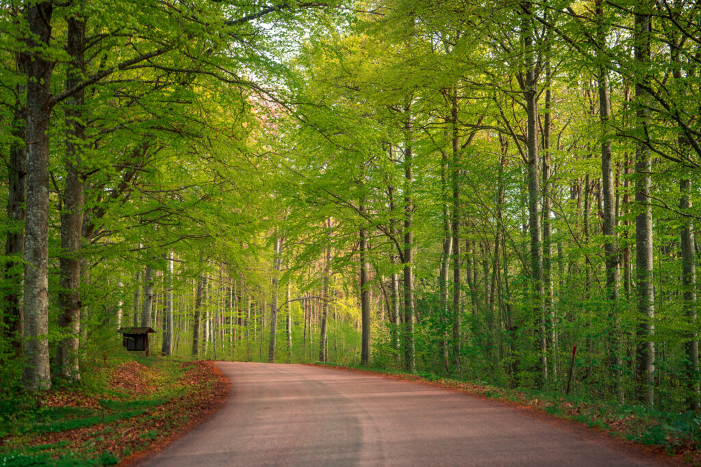 Omberg-Spring-Beech-forest-road