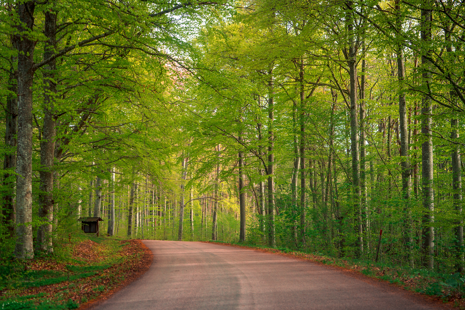 Omberg-Spring-Beech-forest-road