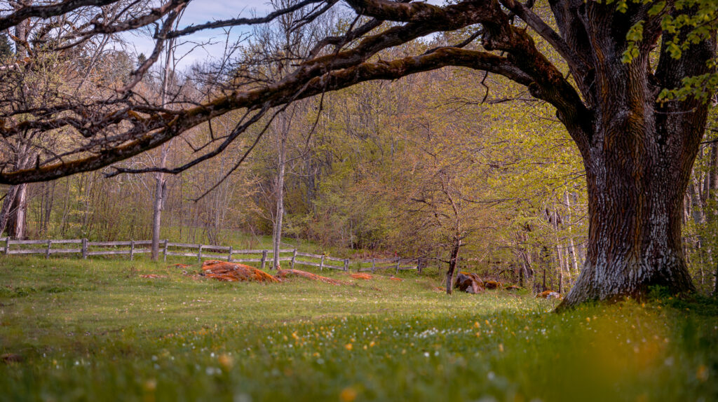 Omberg-Spring-medow-and-old-oak-tree