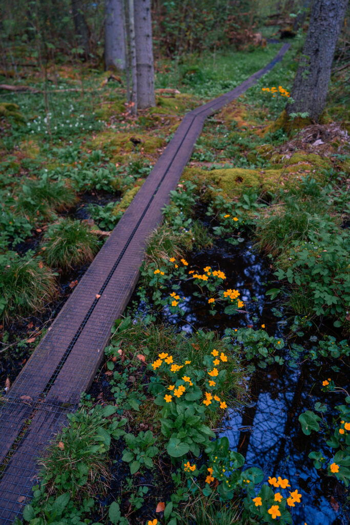 Omberg-Walkway-spring-flowers