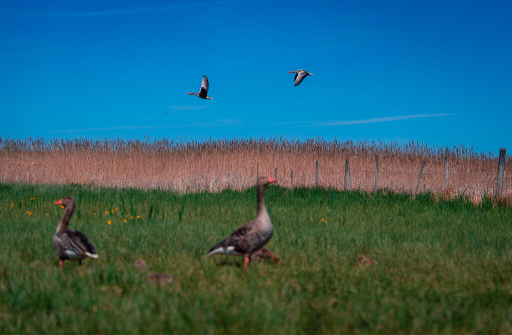 Takern-Lake-Ostergotland-spring-birds-in-flight