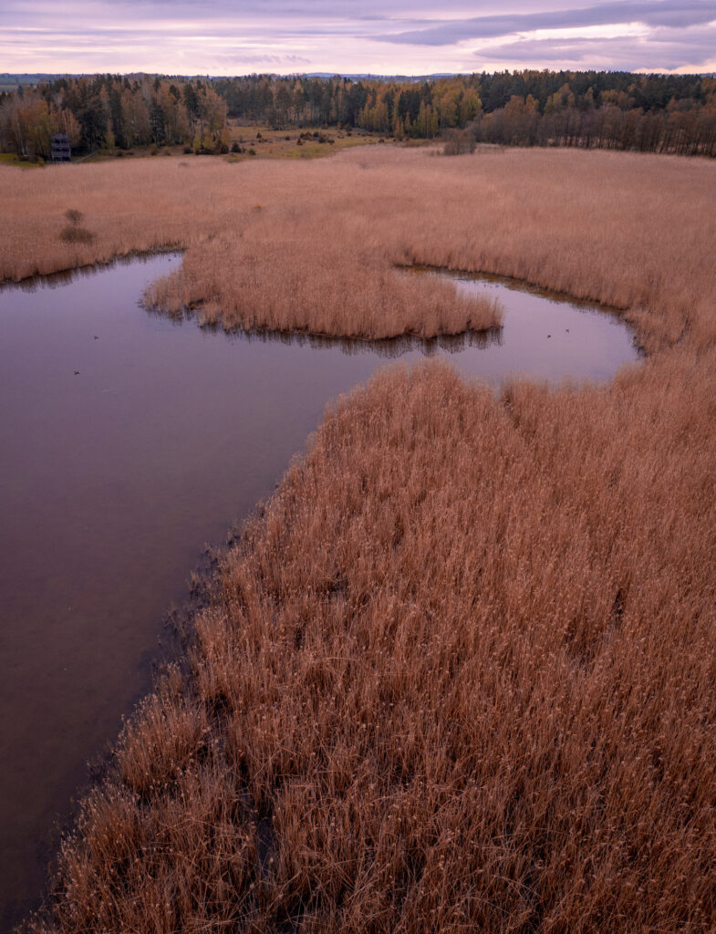 Takern-Lake-Ostergotland-spring-reed-drone-shot