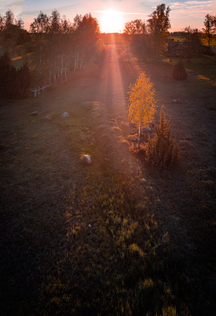 Takern-Lake-Ostergotland-spring-reed-sunset