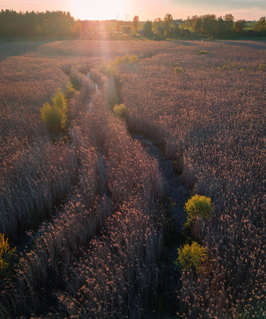 Takern-Lake-Ostergotland-spring-reed-sunset-river