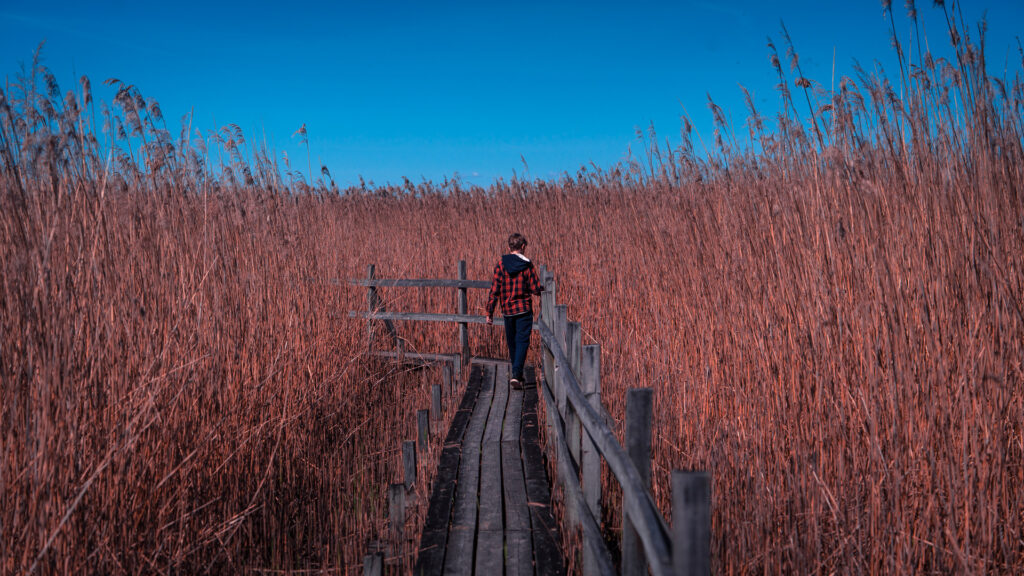 Takern-Lake-Ostergotland-spring-spang-reed-path
