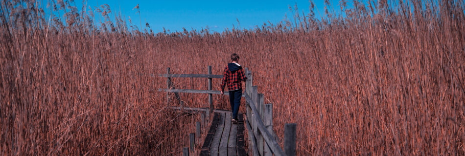 Takern-Lake-Ostergotland-spring-spang-reed-path