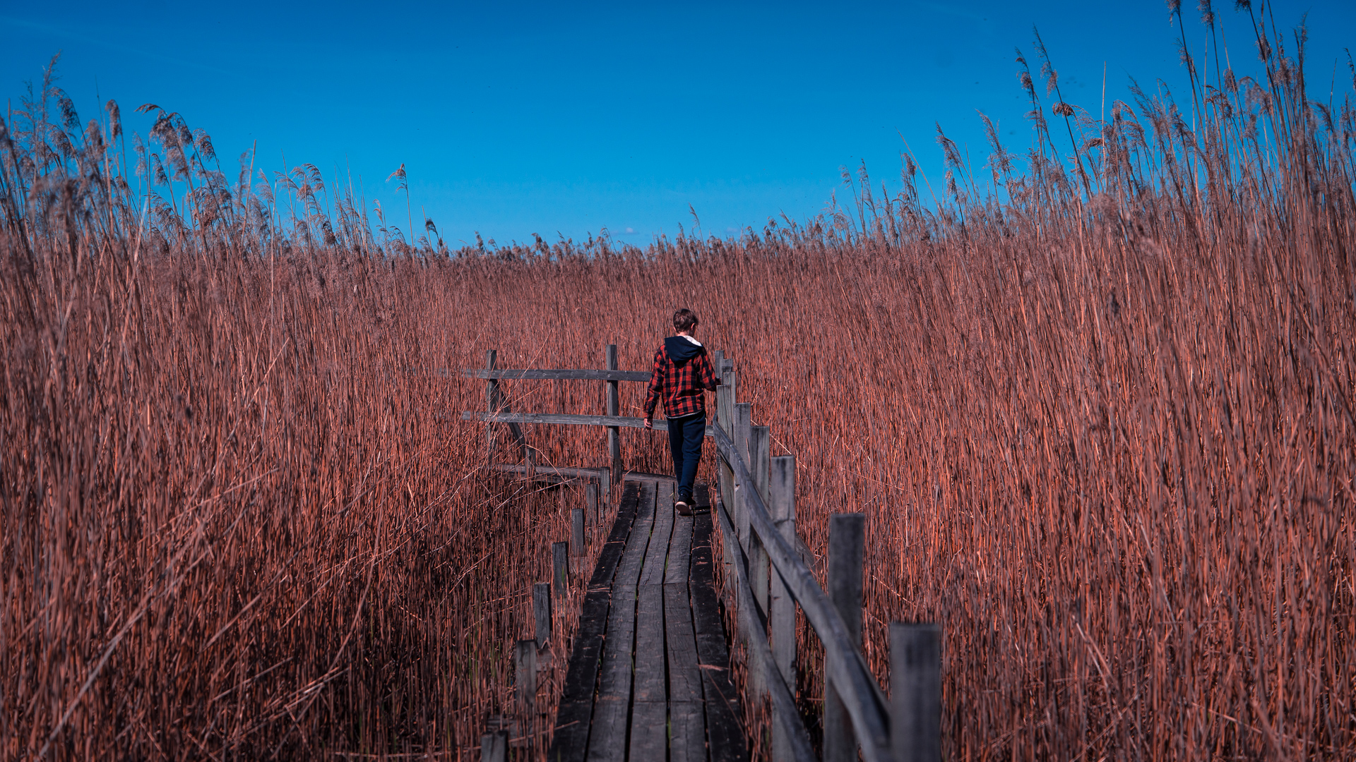 Takern-Lake-Ostergotland-spring-spang-reed-path