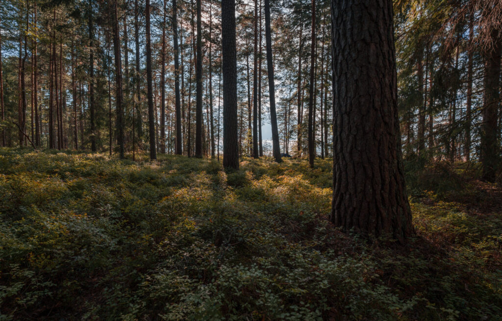 Farnebofjarden-National-Park-Family-hike-camping-kayak-sandon-forest-pines-scaled