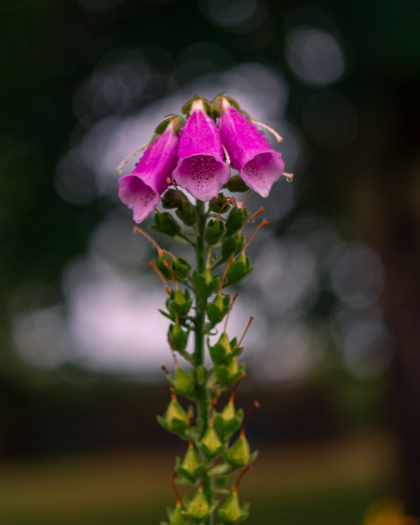 Nynas-Slott-Castle-Sodermanland-Sweden-garden-flower