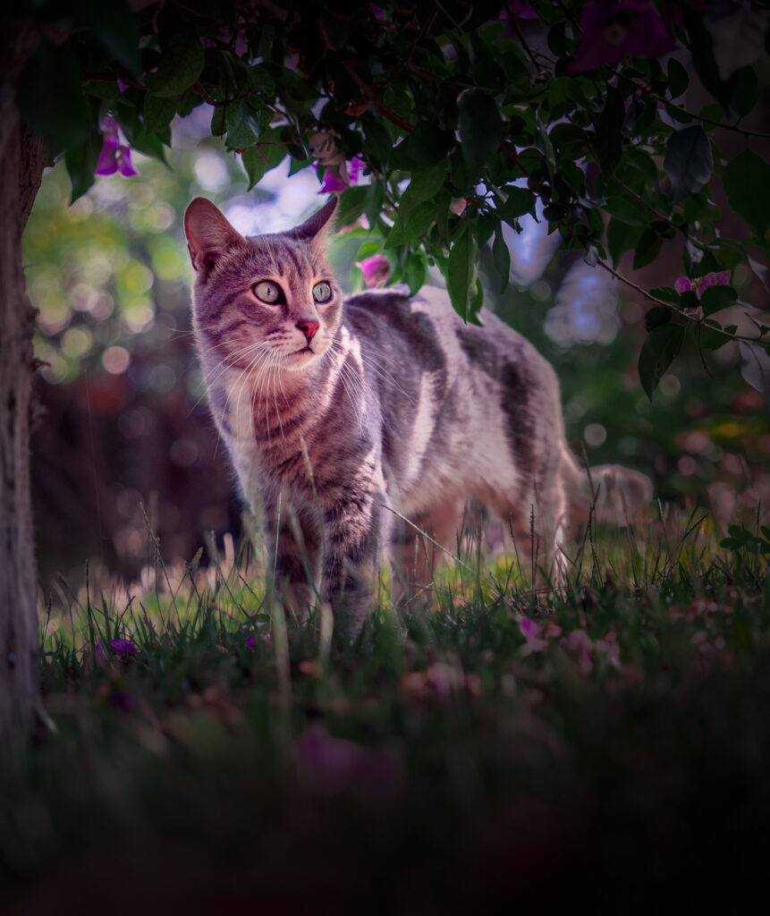 Amalfi-Coast-Italy-Trip-39-Boat-Trip-Salerno-to-Capri-Gardens-of-Augustus-cat.