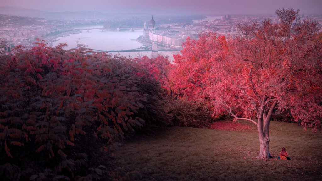 Gellert Hill View Autumn - A Girl Under a Tree