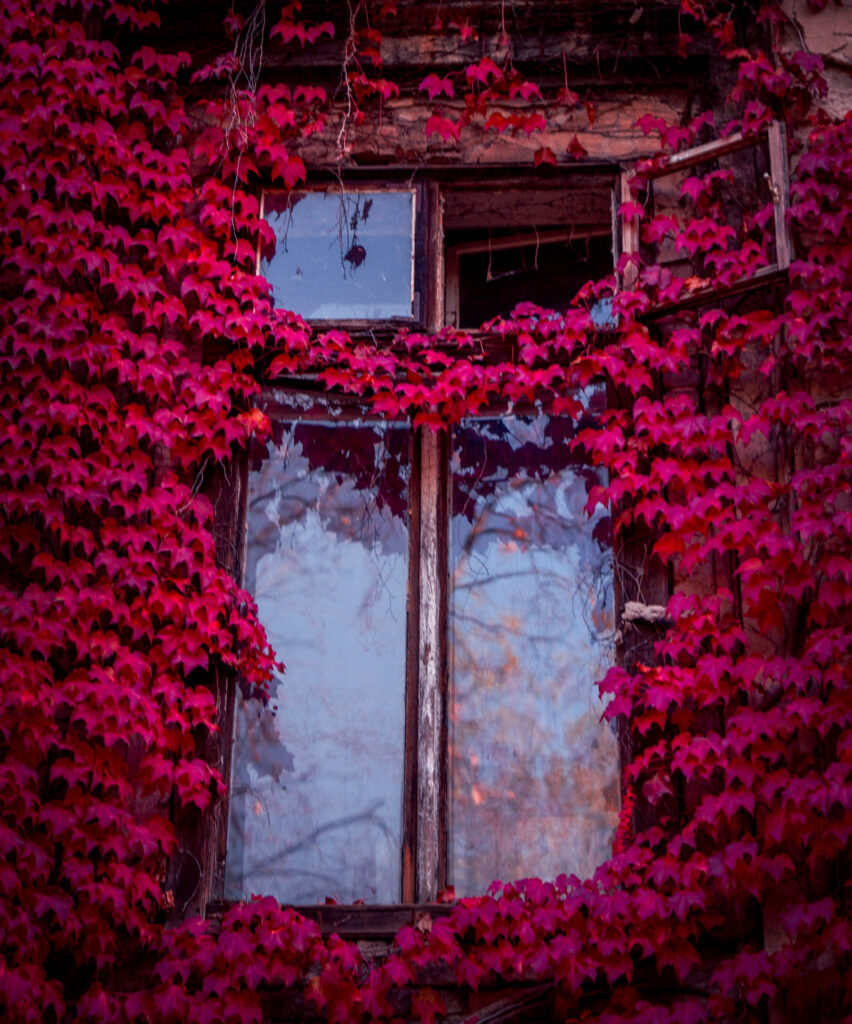 Botanical Garden Soroksár - Autumn Window
