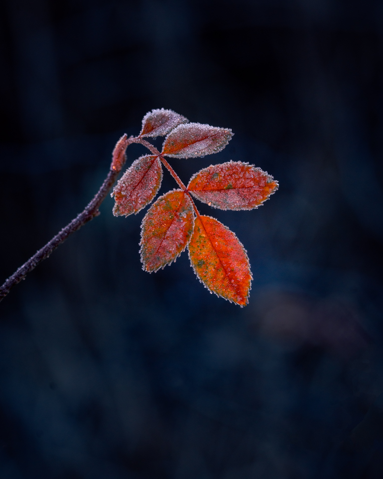 Autumn Leaf with Frost against dark background- Winter Macro Photo - Sweden