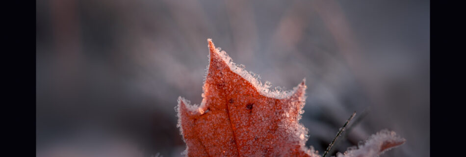 Autumn Maple Leaf with Frost in Grass - Winter Macro Photo - Sweden