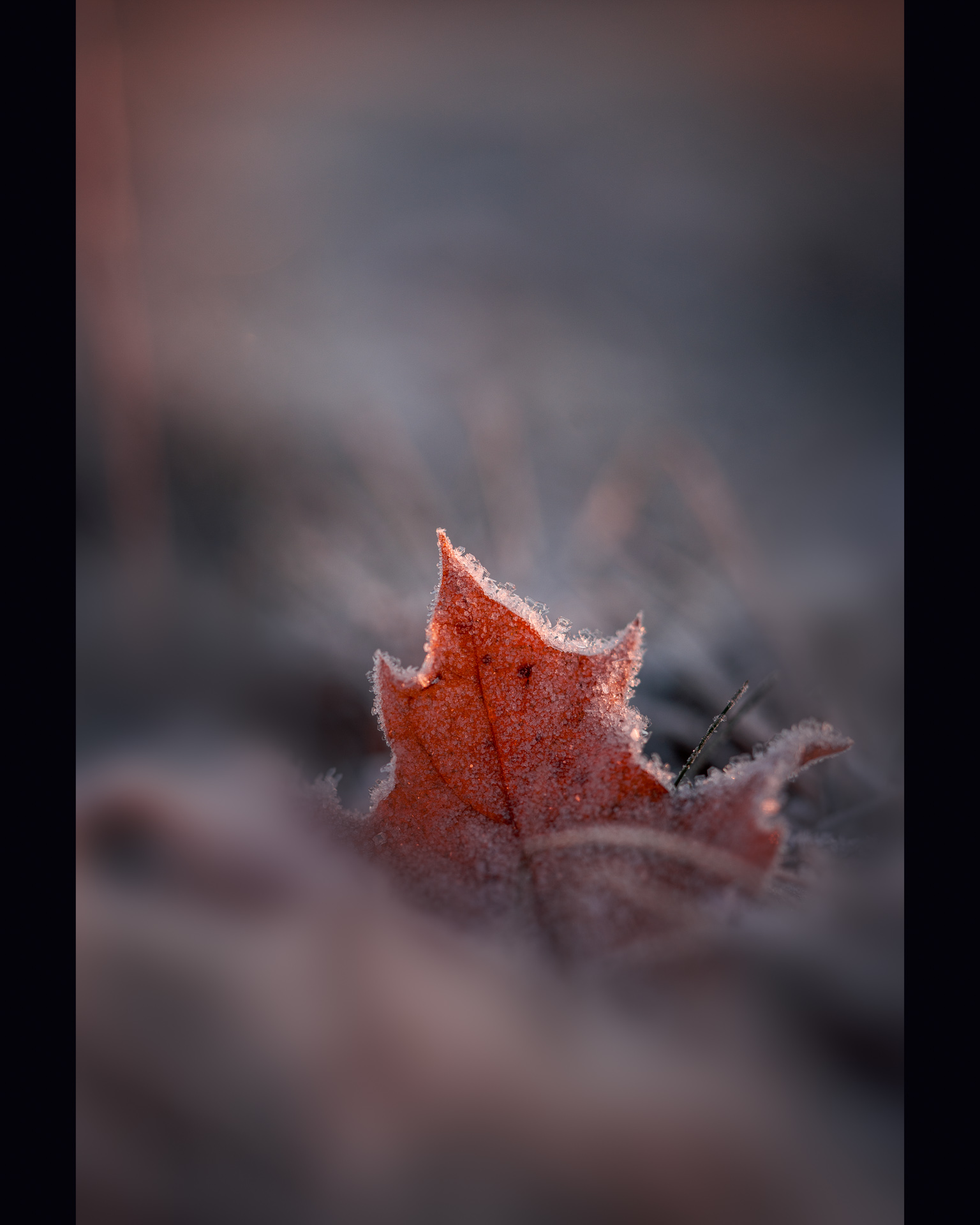 Autumn Maple Leaf with Frost in Grass - Winter Macro Photo - Sweden