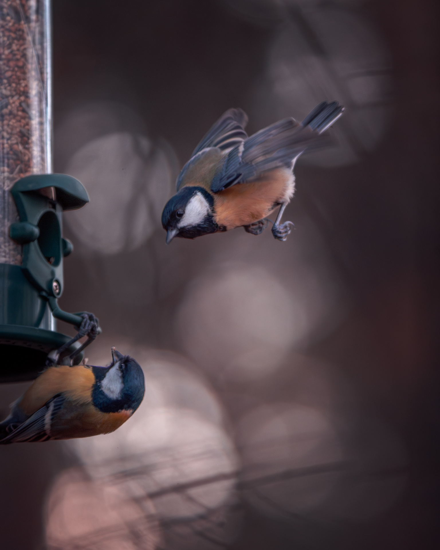 Eurasian blue tit (Blåmes) in flight diving towards bird feeder - Bird Photography SwedenEurasian blue tit (Blåmes) in flight diving towards bird feeder - Bird Photography Sweden