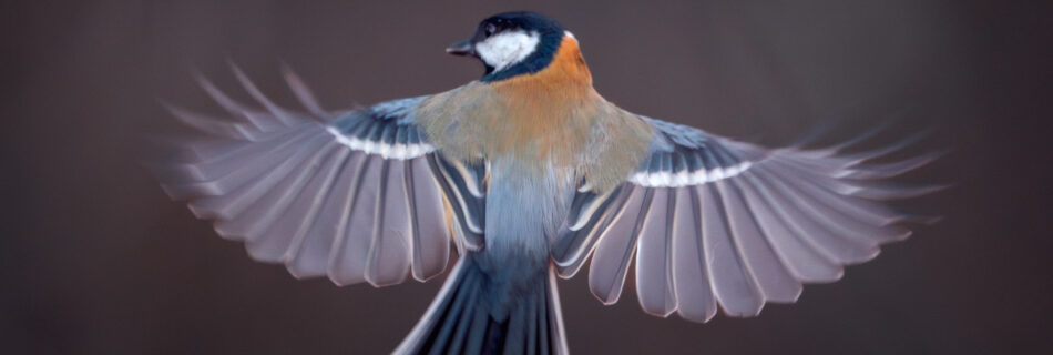 Eurasian blue tit (Blåmes) in flight near bird feeder - Bird Photography Sweden
