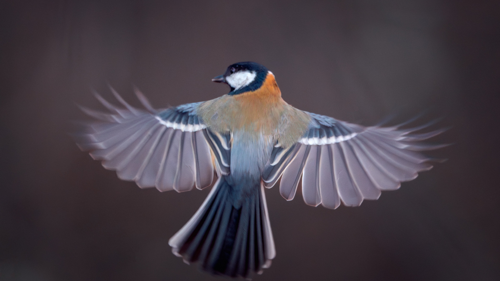 Eurasian blue tit (Blåmes) in flight near bird feeder - Bird Photography Sweden